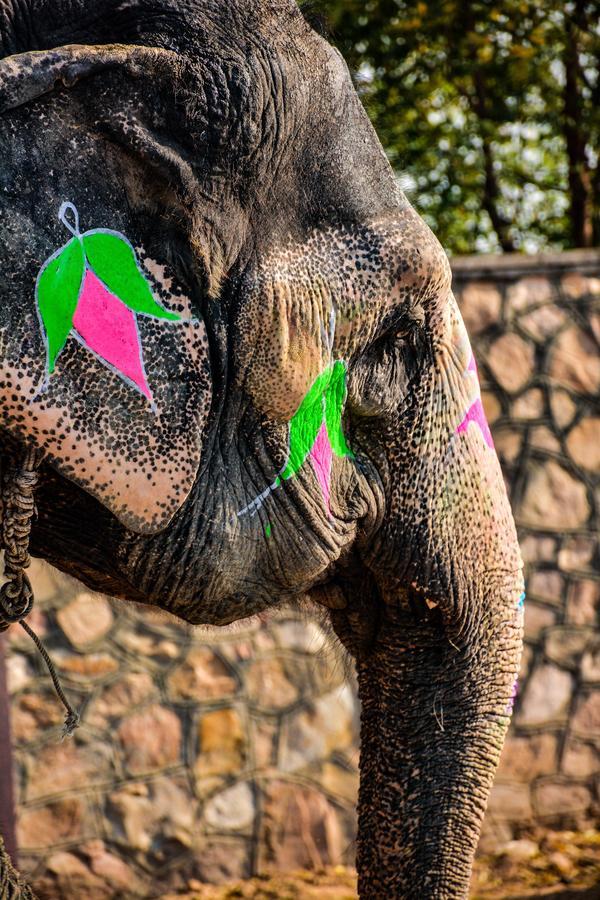 Hathi Mauja Jaipur Dış mekan fotoğraf